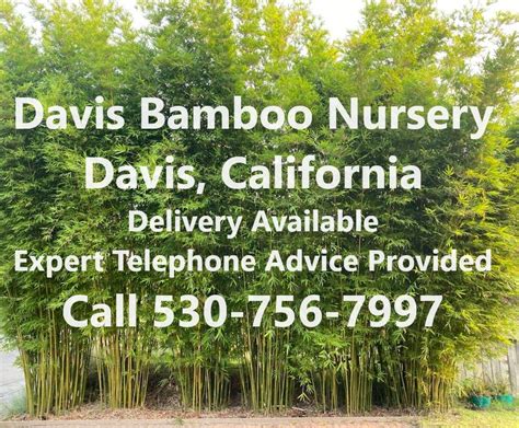 sacramento bamboo nursery.